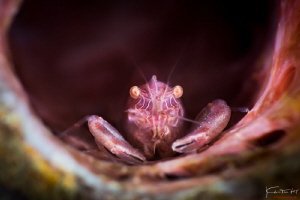 Shrimp portrait by Kelvin H.y. Tan 